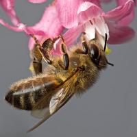 Honey Bee feeding 4 